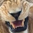 Abu rahhma ابو رحمه (@rahmatollah209) 's Twitter Profile