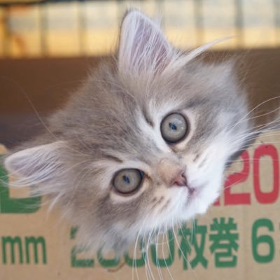 小沼孝至 ご家族様を募集しています ホワイト クリームの男の子です サイベリアン 猫 子猫 ブリーダー サイベリアンブリーダー 猫アレルギー