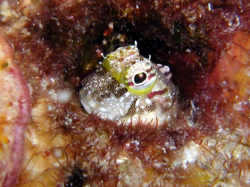 ganbareibaraki's profile picture. 茨城県在住のスキューバダイバー🤿 海が好き😍