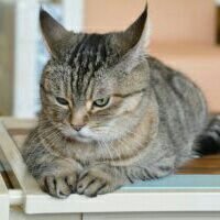 nekomamsi's profile picture. 基本的にいつも仕事におわれて ツイッター等は息してません。 現在プログラム独学で勉強中。。