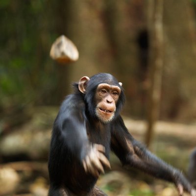Monke404's profile picture. 