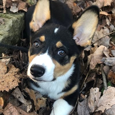 Jordythecorgi1's profile picture. My name is Jordy K. I was born on Aug. 3rd, 2020 on a farm in Boswell, PA. I love my human family in Plum, PA. I am really trying to be friends with their cats.