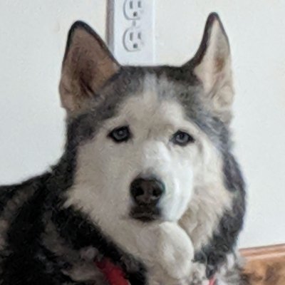 katzndogz118's profile picture. .