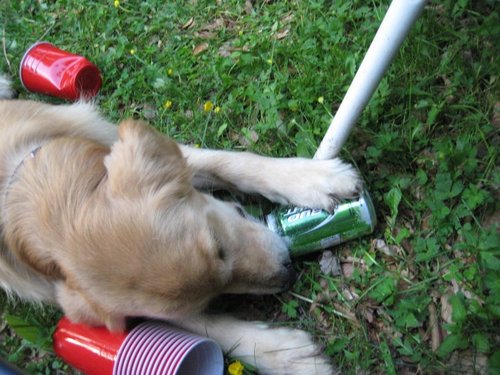 LtCornu's profile picture. I'm not actually a puppy