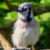 smol peeps (@smolplaylist) Twitter profile photo