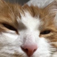 pakcgagedbebans (@packagedbeans) 's Twitter Profile