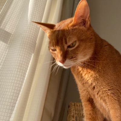 coco_0403's profile picture. 情報得るためのアカウント！