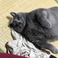 ののきち(ますだ のの子・ののきち) (@nonokichi888) 's Twitter Profile