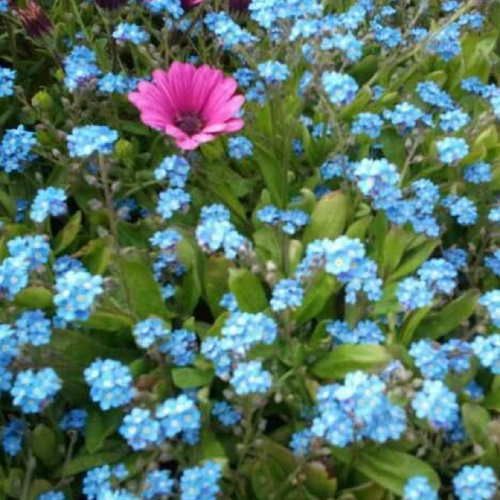 fantasiaworld's profile picture. 