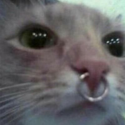 m4llrat's profile picture. ⠀⠀⠀⠀⠀⠀⠀⠀only god can cancel me.