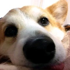 @kyon78315
