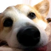 きょん(左派はそろそろジェンダーイデオロギーに決別宣言をして欲しいと思っている元ふんわりアライ） (@kyon78315) 's Twitter Profile Photo