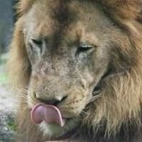 The General (@chriscometh) 's Twitter Profile