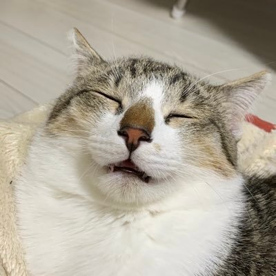 caricocherie's profile picture. 長女のシェリ、後輩の團十郎、歴戦の姐さんこまち。 新メンバー時雨ちゃん毎日毎晩運動会開催中。気軽にフォローしてください‹‹\(´ω` )/››