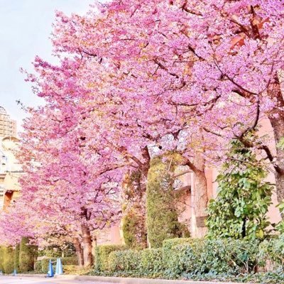 LambPo1's profile picture. Hongkonger