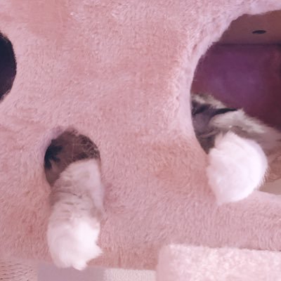 Tokyo based designer, work for digital stuff mainly. デザインのお仕事をしています. 猫と音楽を愛でてます.