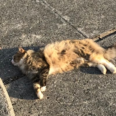 4444ult_the4444's profile picture. フォロー大歓迎！ VAPE好き⭐︎ フリマの出品情報などもポストします^ ^ 気になるものありましたらDMください！よろしくお願いします！ #VAPE放出