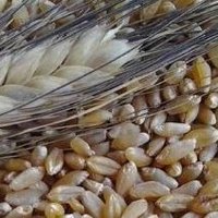 Sicilian"Durum Wheat" My Passion; the Sea My Life (@frantar51) 's Twitter Profile