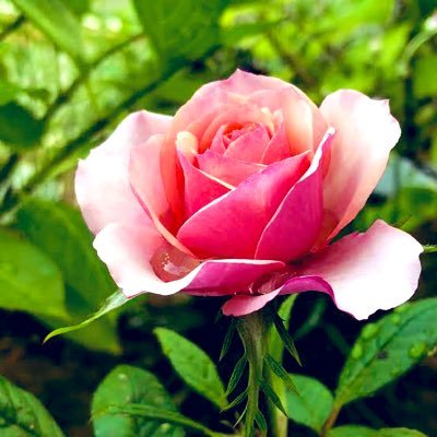 マミー 彼女の事は世界一愛してる とか言ってる既婚者なのに不倫してる 男のツイートをたまたまみてしまってイラッ 世界一 彼女 とやらを愛してるなら離婚して子供と妻と親族をみーんな傷つけて自由になってから彼女と再婚しろよ そんな強い気持ちない マミー 彼女の事は世界一愛してる とか言ってる既婚者なのに不倫してる 男のツイートをたまたまみてしまってイラッ 世界一 彼女 とやらを愛してるなら離婚して子供と妻と親族をみーんな傷つけて自由になってから彼女と再婚しろよ そんな強い気持ちない