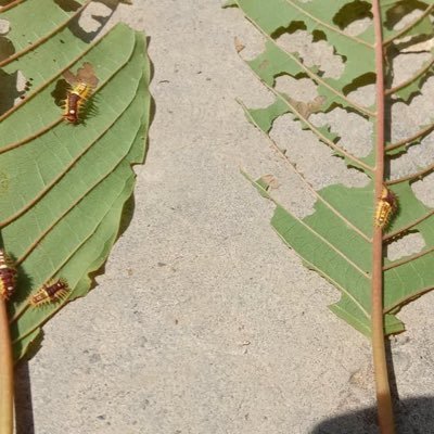 jalallu40065378's profile picture. Aku mahu bebas