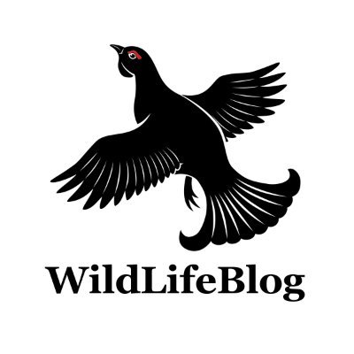 blog_wild's profile picture. *** All about wildlife photography ***