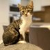 churchill the cat (@cat_churchill) Twitter profile photo churchill the cat (@cat_churchill) Twitter profile photo