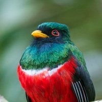 everybird (retired) (@_everybird_) 's Twitter Profile Photo everybird (retired) (@_everybird_) 's Twitter Profile Photo