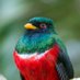 everybird (retired) (@_everybird_) Twitter profile photo everybird (retired) (@_everybird_) Twitter profile photo