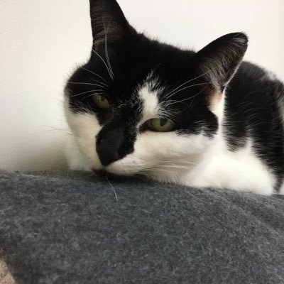 Pickle the Cat, now aged 15 in human years. Am beyond lazy...eat...sleep..poop...and repeat! Ig- TheOriginalPickle