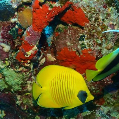 drdumitrasc's profile picture. 