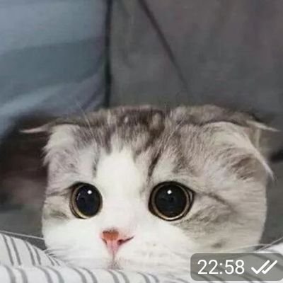 prvt_hatsch's profile picture. Backup Account @hatschi1902