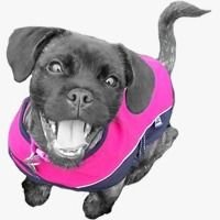 Panda Pet Services is a professional, dog training & puppy training service in Stevenage, Hertfordshire #dogtraining #puppytraining #dogbehaviourist