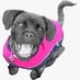 Panda Pet Services (@pandapopspets) Twitter profile photo Panda Pet Services (@pandapopspets) Twitter profile photo