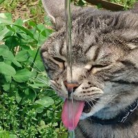 えいえす (@homowitz) 's Twitter Profile