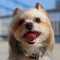 ひまわり (@hacoron) Twitter profile photo