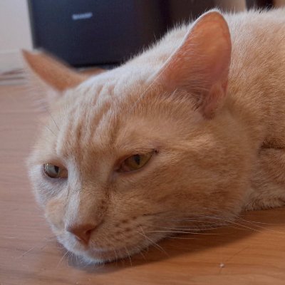 YOY35600929's profile picture. 