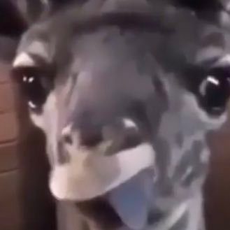 SaariLuke's profile picture. 