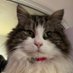 Paul Hackett (@kalten1970) Twitter profile photo Paul Hackett (@kalten1970) Twitter profile photo