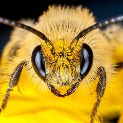 Barkston Ash Beekeepers is a branch of the Yorkshire Beekeepers Association
https://t.co/bYeVa9AwZJ
Fb: https://t.co/PWjShxmdpG