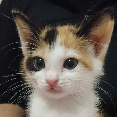 永井 信🐾さんのプロフィール画像