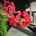 عدي الهيتي (@h47ias6cwbxuaqc) Twitter profile photo عدي الهيتي (@h47ias6cwbxuaqc) Twitter profile photo
