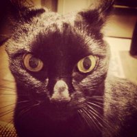 Kat (@kattomcd) 's Twitter Profile