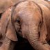Elephant Spoken Here (@eshelephants) Twitter profile photo Elephant Spoken Here (@eshelephants) Twitter profile photo