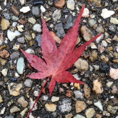Iroha_Momiji8's profile picture. お勉強中