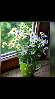 HadlesG's profile picture. 