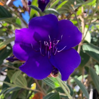machi_you's profile picture. 趣味は広く浅く、時々深く(^^) 歌舞伎、落語、音楽、スポーツなどなど。            生まれて初めて買ったレコードは竹内まりや、夫は山下達郎オタク ✨                今のご贔屓は片岡仁左衛門様とflumpool！お茶のお稽古とモダンバレエを頑張っています(^^)