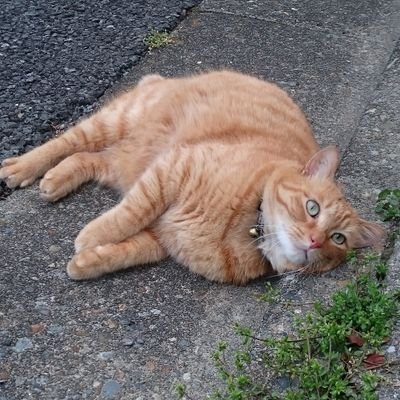 miyanko3's profile picture. 猫が大好きです✨
いつかまた飼いたい🐈‍⬛♡

お花も好きで、
クチナシ、金木犀、羽衣ジャスミン、ニオイバンマツリ
などの香りがする季節になると嬉しい😌🌼

特に好きなアーティストは、
ゴスペラーズ
Skoop On Somebody
柴田淳さん
です☺️
