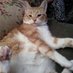 HonorGabby🌈, Max, Marley, Snowball, Mama🌈 & Baby (@honor_gabby) Twitter profile photo