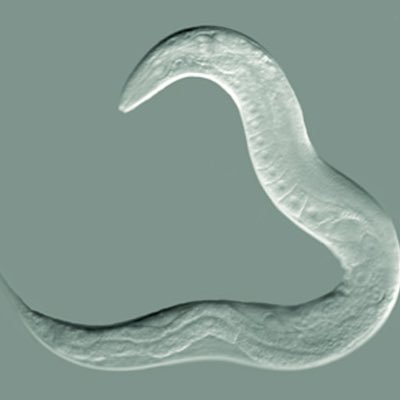 freebioalpha Profile Picture