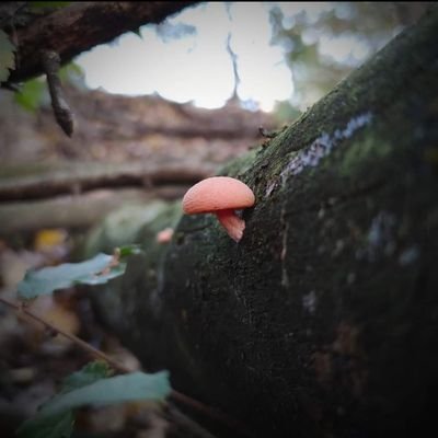 MirinMildred's profile picture. 